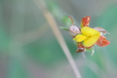 Crotalaria goreensis